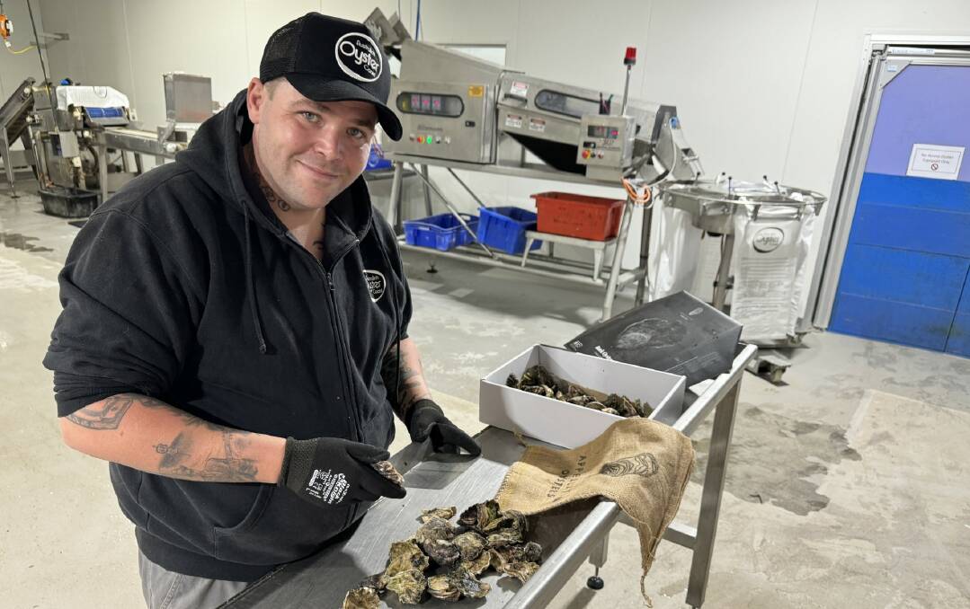 Evan Davey assessing the oysters at the Batemans Bay facility. Picture by AOC