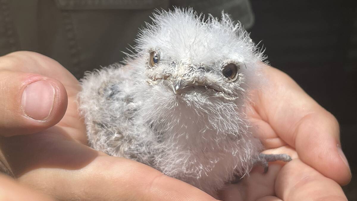 Potoroo Palace is holding a naming comp for the new tawny frogmouth chick, via the sanctuary's Facebook Page. Photo by Sam Armes. 