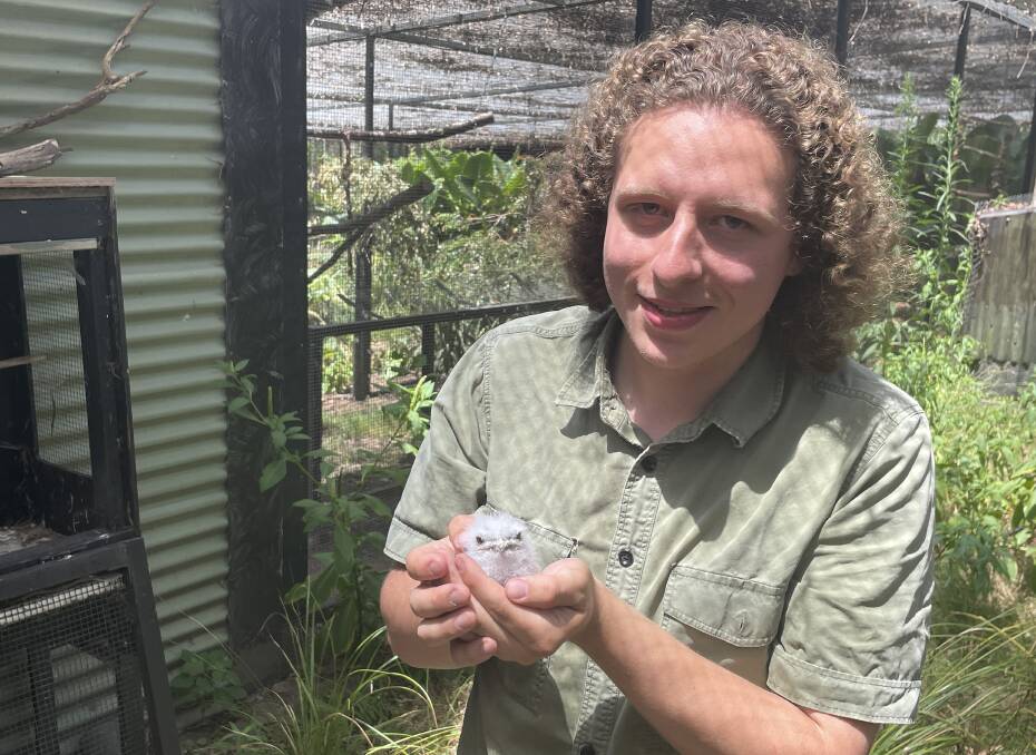 The talk of Potoroo Palace: The odds-defying tawny frogmouth chick with keeper Matt Robinson. Photo by Sam Armes.