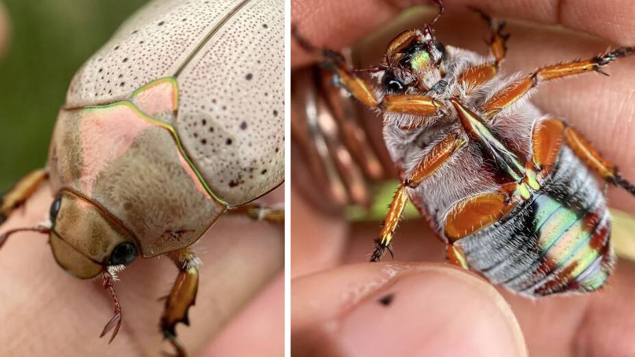 The washerwoman Christmas beetle (Anoplognathus porosus). Pictures supplied by Tanya Latty