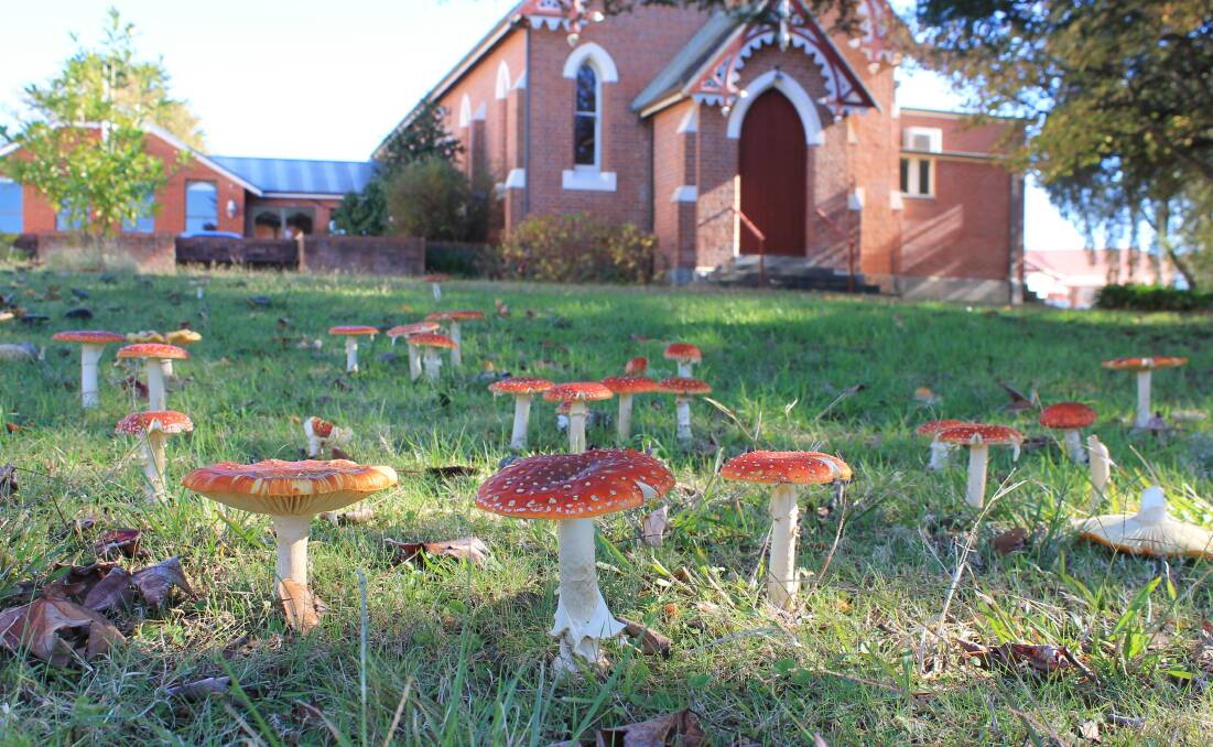 AFTER THE FLOOD: Last week's rain created havoc, but also some joyful moments - like this cluster of photogenic toadstools in the garden of Bega's Anglican church.