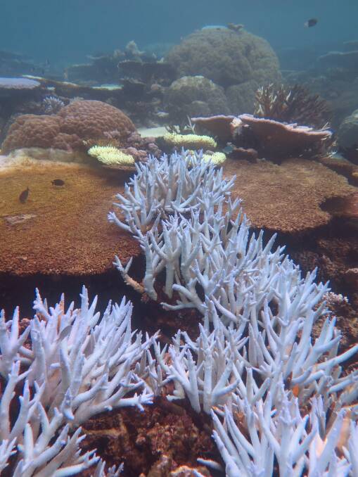 Bleached and dying coral at the Great Barrier Reef. Picture: Taylor Simpkins
