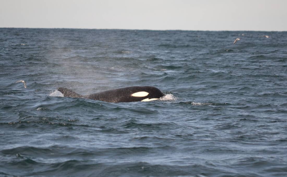 SEA BATTLE: Fairfax journalist Stan Gorton captured an incredible interaction between whales and orcas off Bermagui this week. Visit begadistrictnews.com.au for his story.