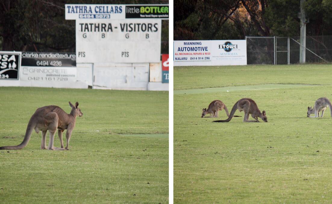 Just not cricket: Lawrence Park at Tathra hosts a visiting team of kangaroos. This large male looks ready to send down a bouncer, but his fielders prefer their tea break.