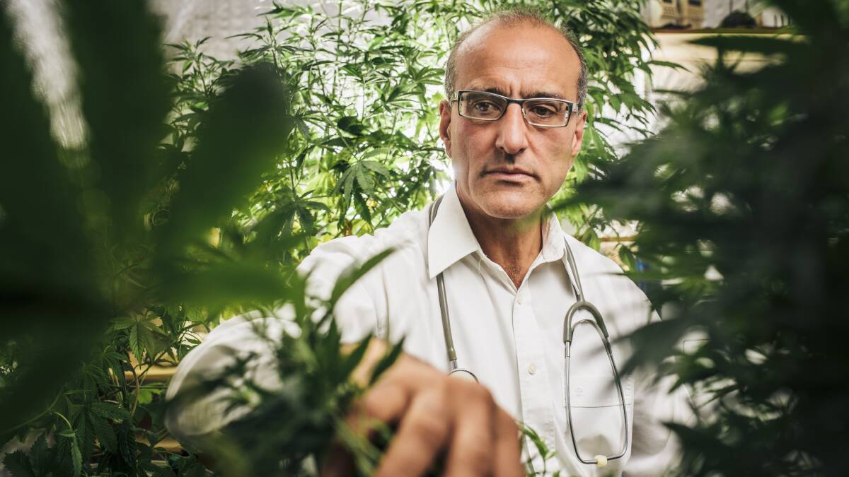 Growing medical cannabis. File image, Canberra Times.