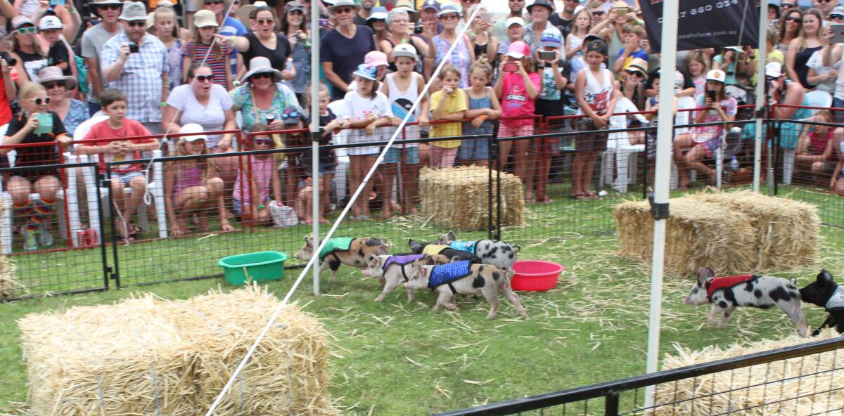 Tathra pig racing an annual phenomenon
