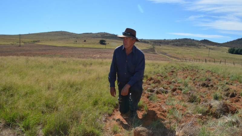 NOXIOUS: David Goggin faces a never-ending battle controlling African lovegrass at Bredbo, an area where authorities have basically given up.