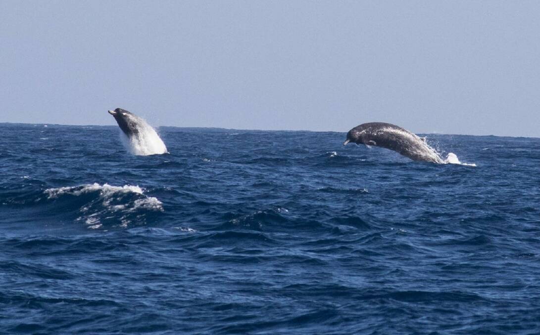 RARE WHALES: Canberra fisherman James Kemp photographed rare Arnoux's beaked whales on the Continental Shelf near Bermagui. 
