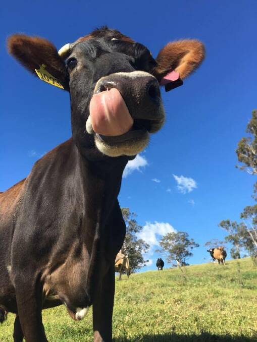 MISS FEBRUARY: Felicity from Cobargo is one of Dairy Australia's Legendairy online calendar girls for 2017. 
