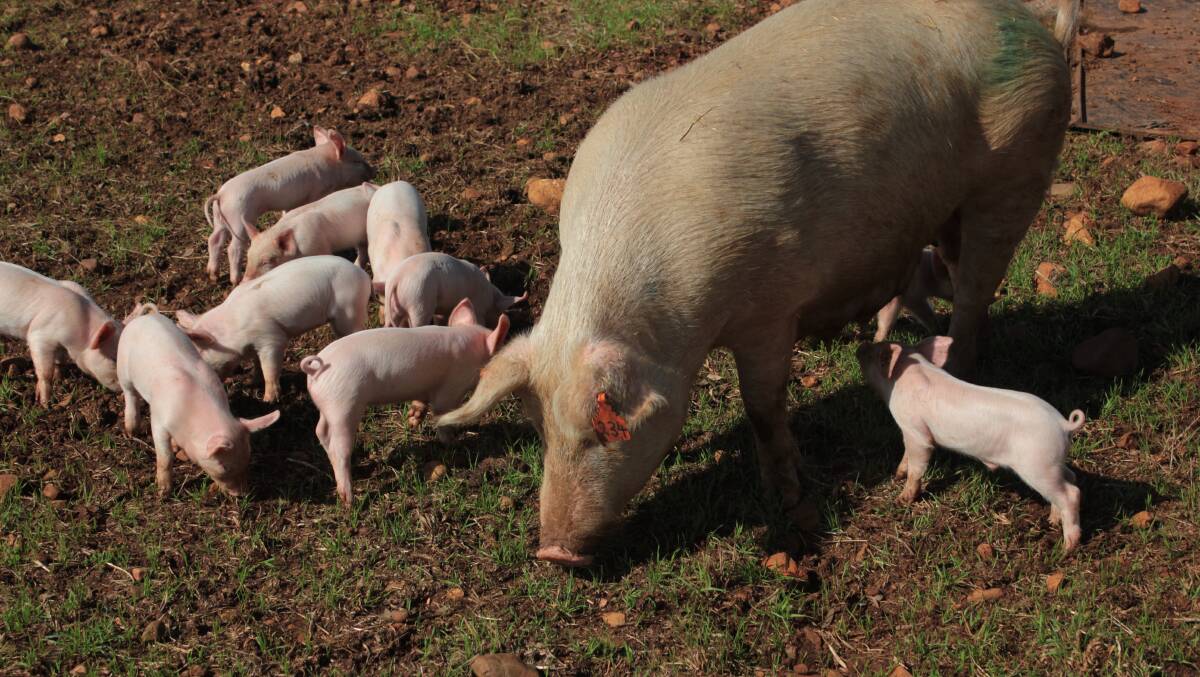 HOMEWORK: Local Land Services South East is encouraging pig owners to be aware of what is and isn't allowed to be fed to pigs.
