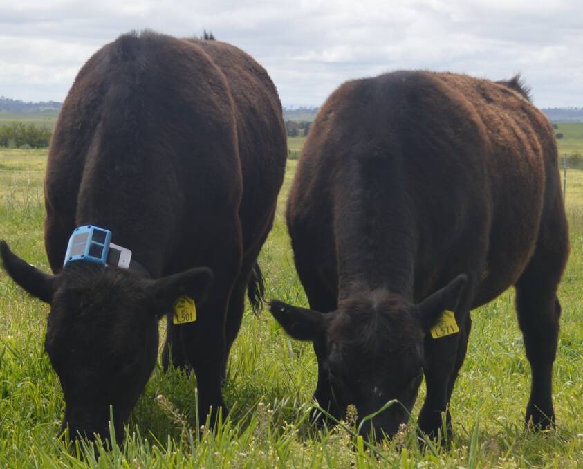 INNOVATION: New prototype sensor collars fitted on a grazing steer measure pasture intake. Picture: submitted.