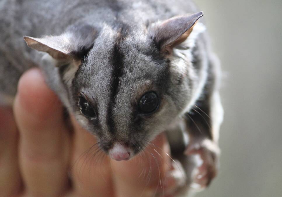 ANTICIPATION: Potoroo Palace's sugar glider Kenzi will soon have a family of squirrel gliders as neighbours. The two species look very similar. Photo: Harrison Warne