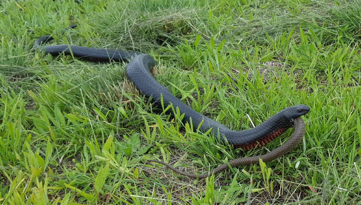 HARD TO SWALLOW: A 1.6-metre red bellied black snake was spotted eating a brown snake at Kanoona.