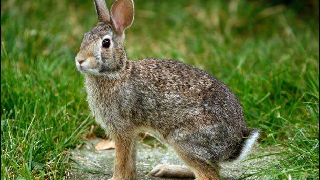 Protect pet rabbits from new virus