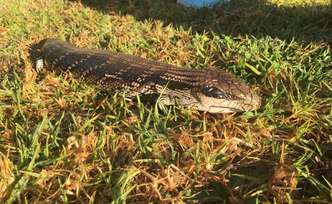 SUNNING ITSELF: Despite the cooler weather, Erin Walsh said this friendly blue-tongue lizard was out and about at Wolumla, perhaps trying to catch some winter sunshine.