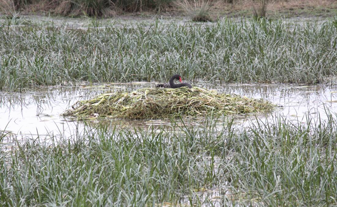 NESTING INSTINCT: A black swan sits atop its elaborate nest of reeds in a lagoon on the Jellat flat, near Darcy Lane. Picture: Ben Smyth