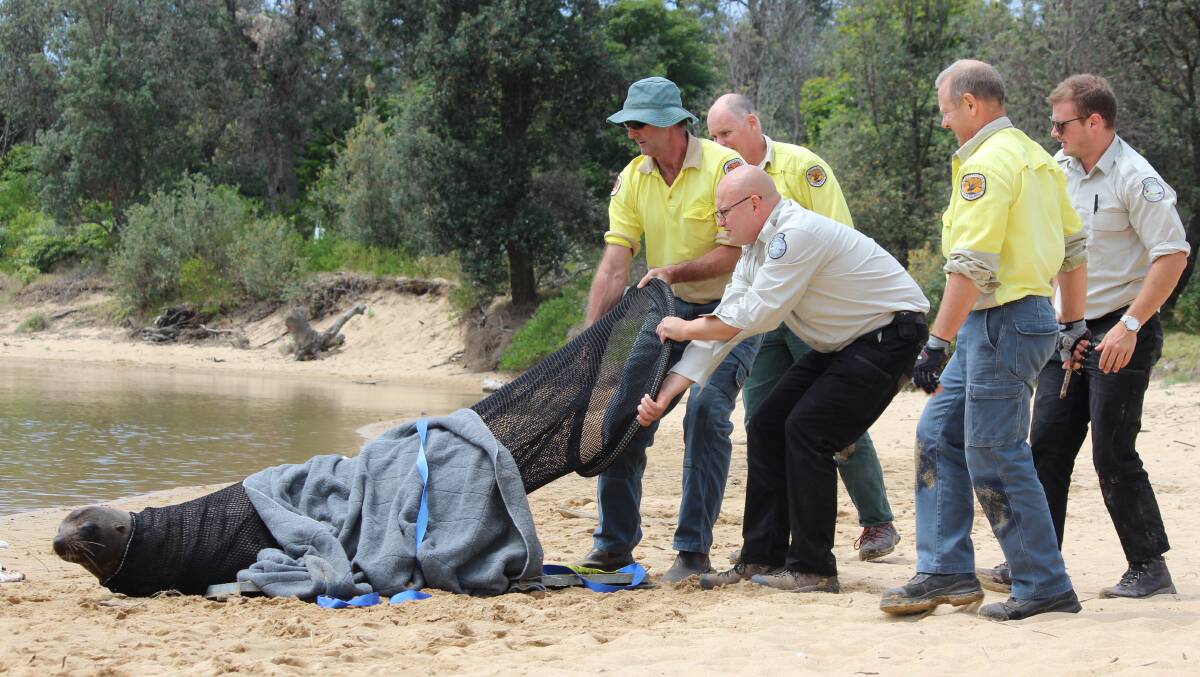 NPWS rangers release a fur seal into the Bega River Mouth after it was found 12km inland in a cow paddock.