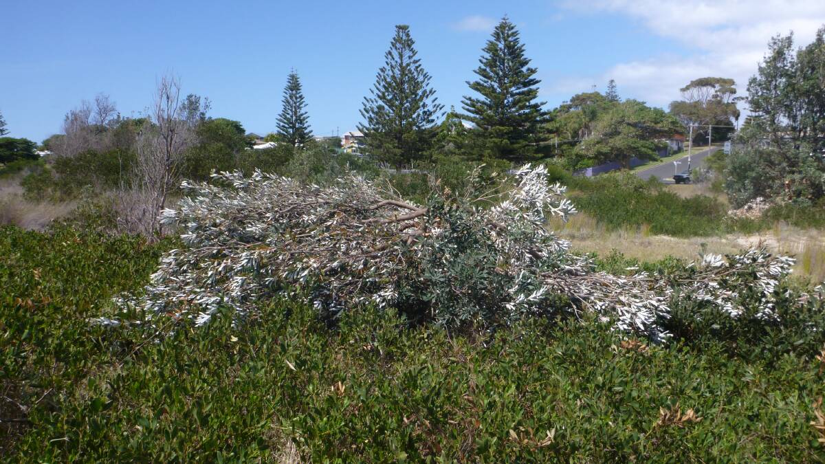 DAMAGE: Vandalism of several Banksia trees on a public reserve at Bermagui is being investigated by the Bega Valley Shire Council