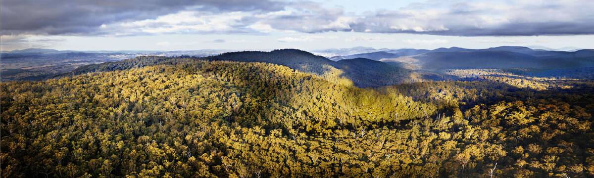 Richard Green's panorama of the southern koala forests. Picture: Supplied