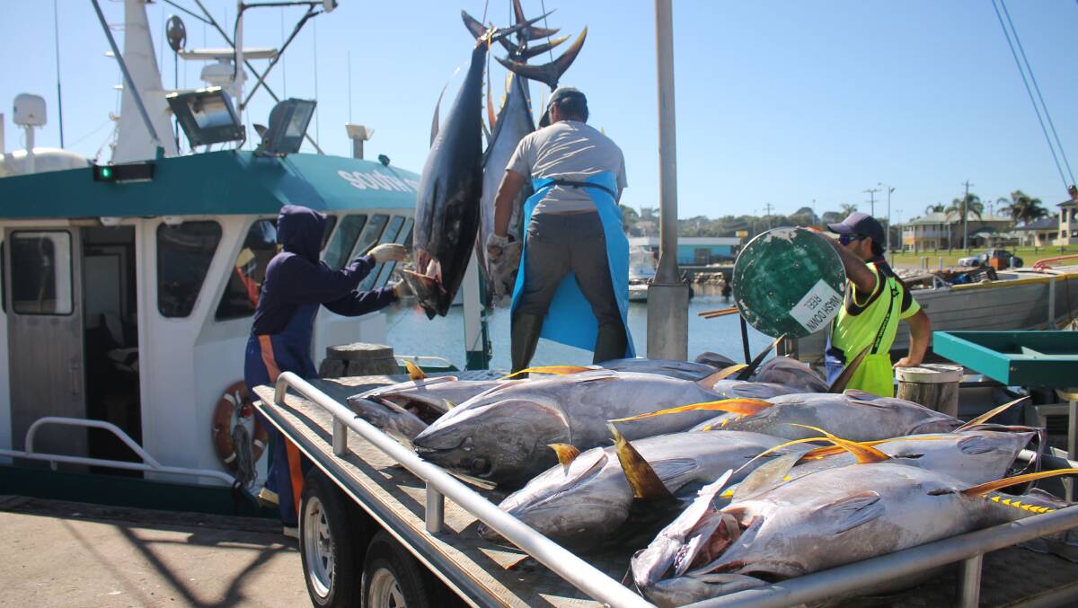CATCH OF THE DAY: A crowd gathered at the Bermagui Wharf on Saturday to watch a big haul of yellowfin and bigeye tuna get offloaded. Photo: Alana Beitz