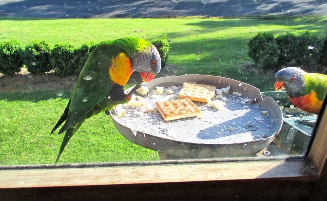 Spring has sprung: Allen Collins of Tathra submitted this lovely photo of rainbow lorikeets enjoying a tasty treat outside his window this week.
