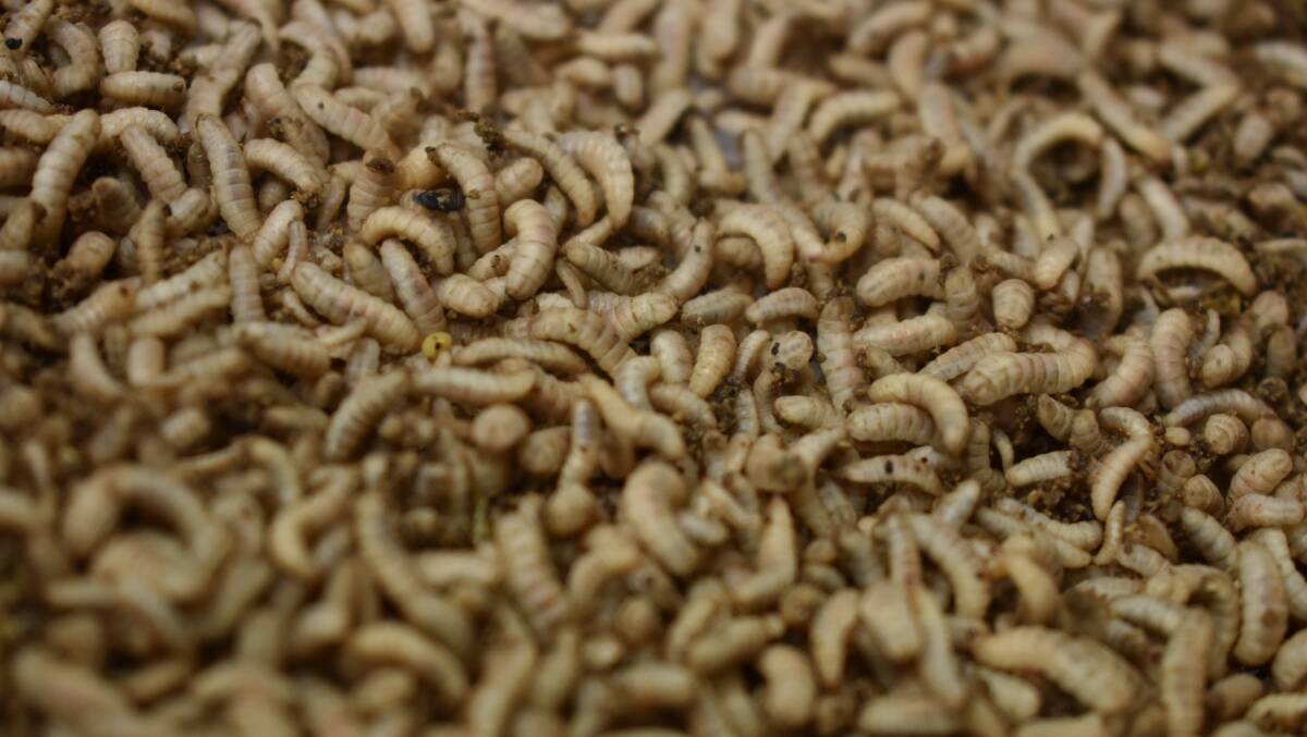 Insect farming creates a buzz in agriculture