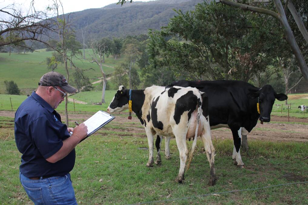 Girls on show: Holstein judge Paul Pattulo takes notes on a visit to Norm Pearce's property, Warwick Farm, at Greendale, a regular entrant in the annual on-farm dairy challenge. Photo: Alana Beitz