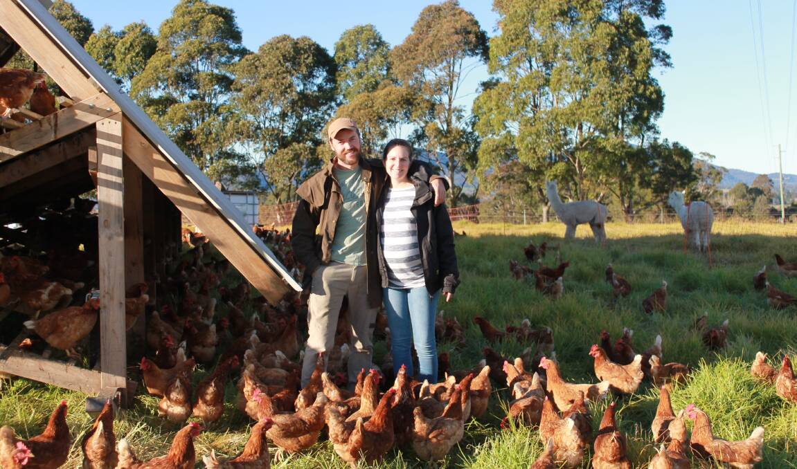 Multitasking: Dan Tarasenko and Lyndal Guthrie's chicken flock keep busy fertilising the soil and producing Bega Valley Eggs. Photo: Supplied