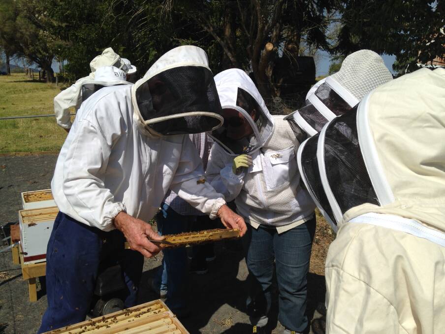 The wonderful world of bees: Participants inspecting a hive at a local workshop organised by the Bega Valley Beekeepers.