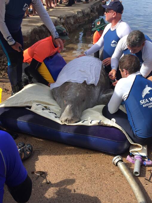 ASHORE: The dugong in the care of marine specialists.