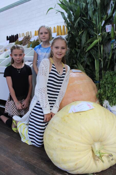 THAT'S A BIG VEGETABLE: Sisters Gypsy, Siam and Scarlett Malseed of Murrays Flat check out the massive cattle pumpkins on display in the pavilion at this year's Bega Show.  PHOTOS, VIDEOS: www.begadistrictnews.com.au