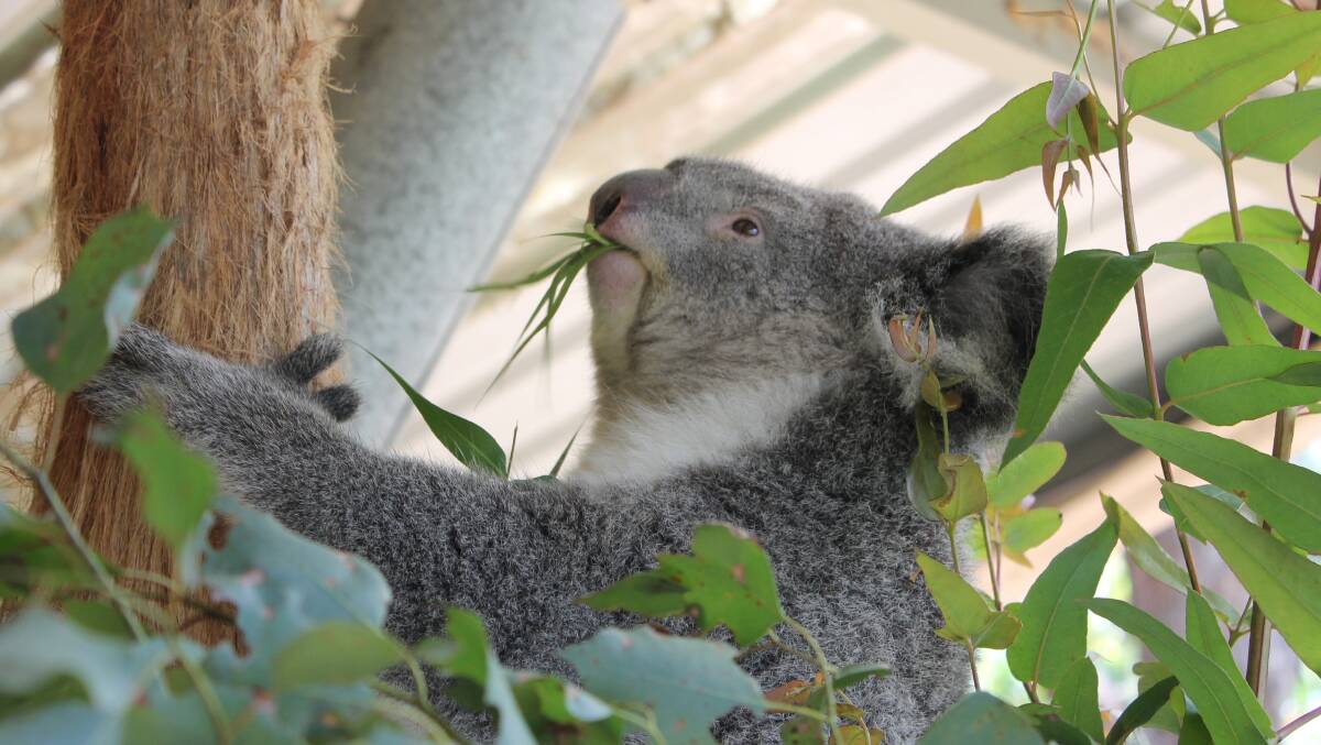 FEEDING TIME: The South East Timber Association has claimed there are more koalas in state forests than national parks due to better forestry management.