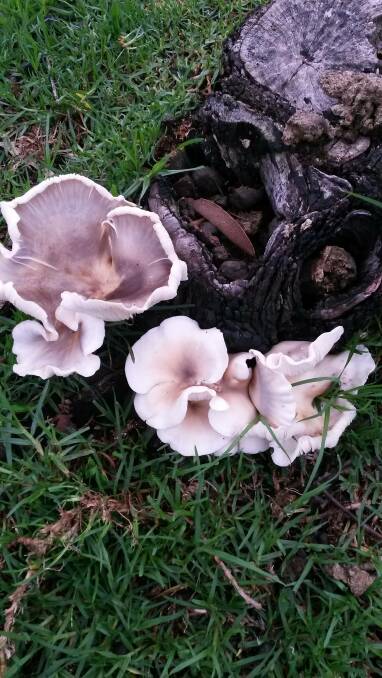 FUNGUS: Christine Orman found these interesting looking mushrooms growing at Yellow Pinch.