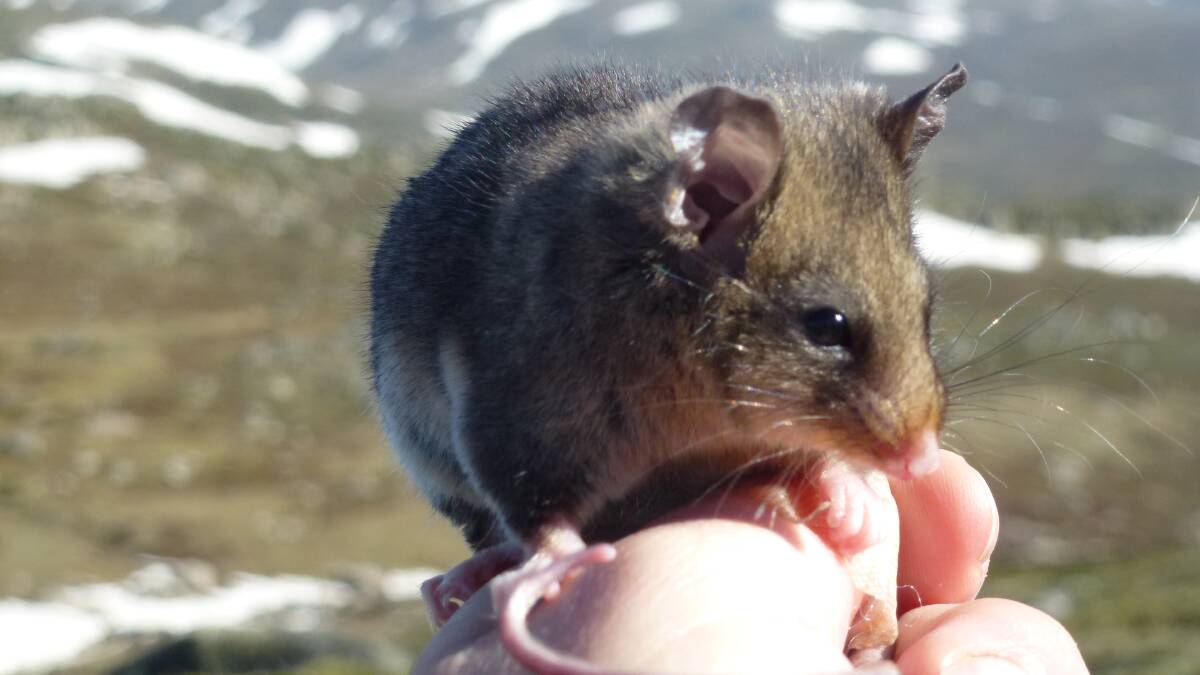 Native species, like this mountain pygmy possum living in the Snowy Mountains Kosciuszko National Park, are critically endangered by the damage rabbits cause in destroying their habitat and food sources. 