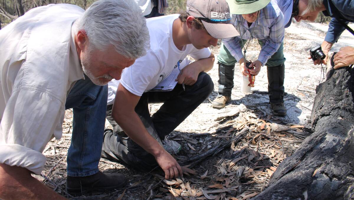 Searching for scales: Reptile survey team leader Harrison Warne (right) and his assistant Ross Bennett look under a log for lizards or snakes during a survey at the Mimosa Rocks Bioblitz last November.