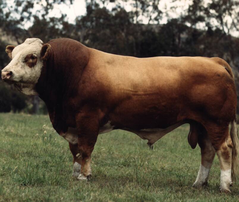 DISEASED?: Infected bulls can spread vibriosis to many cows before it is suspected something is wrong. Photo: NSW Department of Primary Industries 