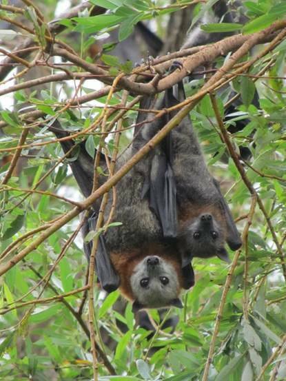 Grey-headed flying foxes. 
