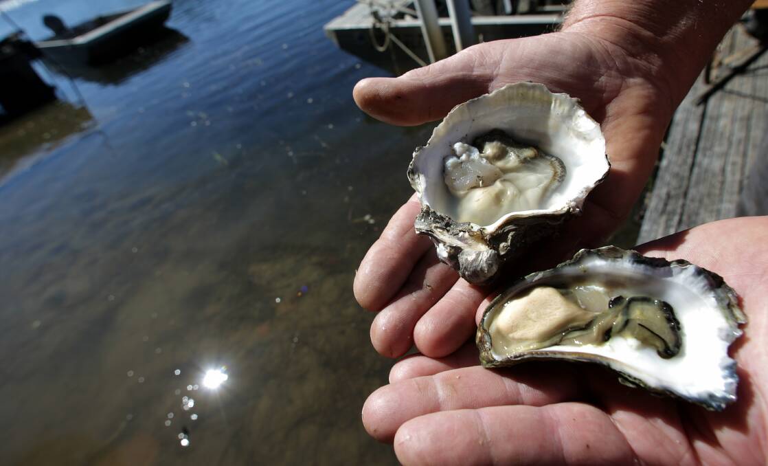 LOOKING DELICIOUS: A Sydney rock oyster and a Pacific oyster. Oyster growers are unhappy with a draft report by the Independent Pricing and Regulatory Tribunal. Picture: Adam McLean