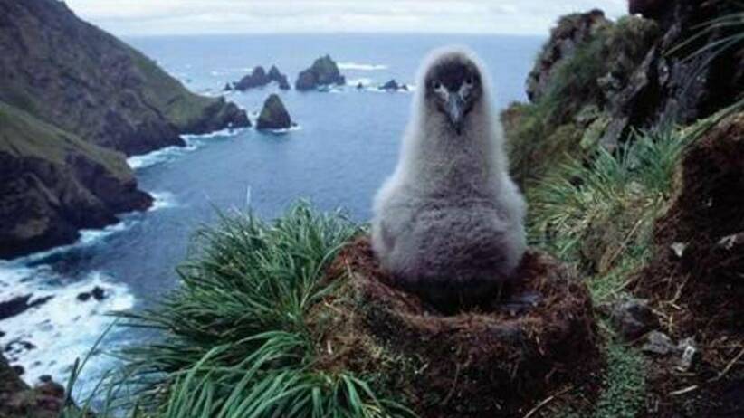A light-mantled sooty albatross chick in its nest on Macquarie Island.