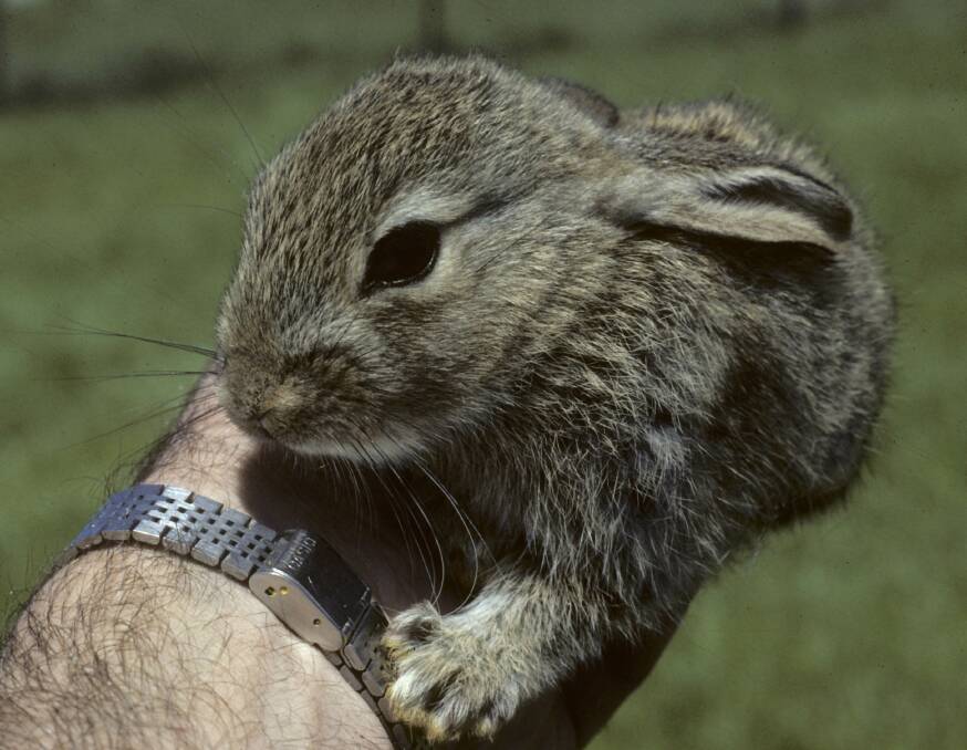 INFECTED?: Rabbits infected with calicivirus typically die within one to two days. Picture: NSW Department of Primary Industries