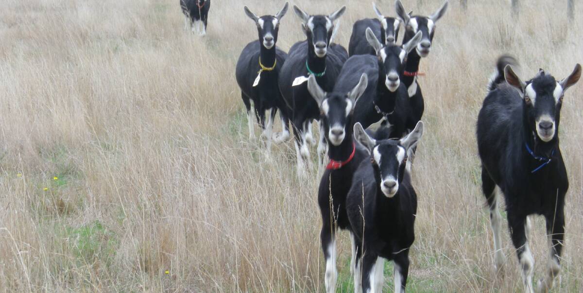 SMALL INDUSTRY: Dairy goat producers can now access a range of herd management services through Holstein Australia, the country’s largest dairy cattle breed society.
 