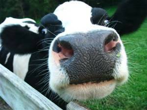 Dairy farmers harvest help strategy