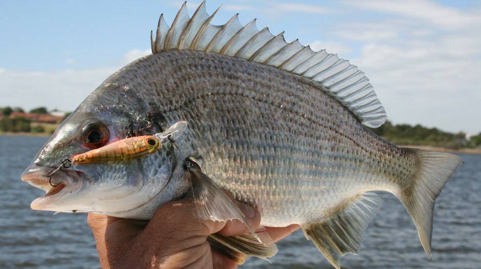 Bream are on the chew and are a popular species. They have been highly active in Merimbula Lake. 