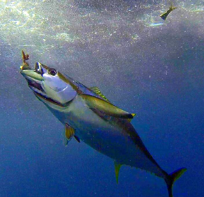 Big weekend: Merimbula Big Game & Lakes Angling Club is posting a $6000 cash first prize for the heaviest yellowfin tuna “line class” caught during this weekend's tournament. 