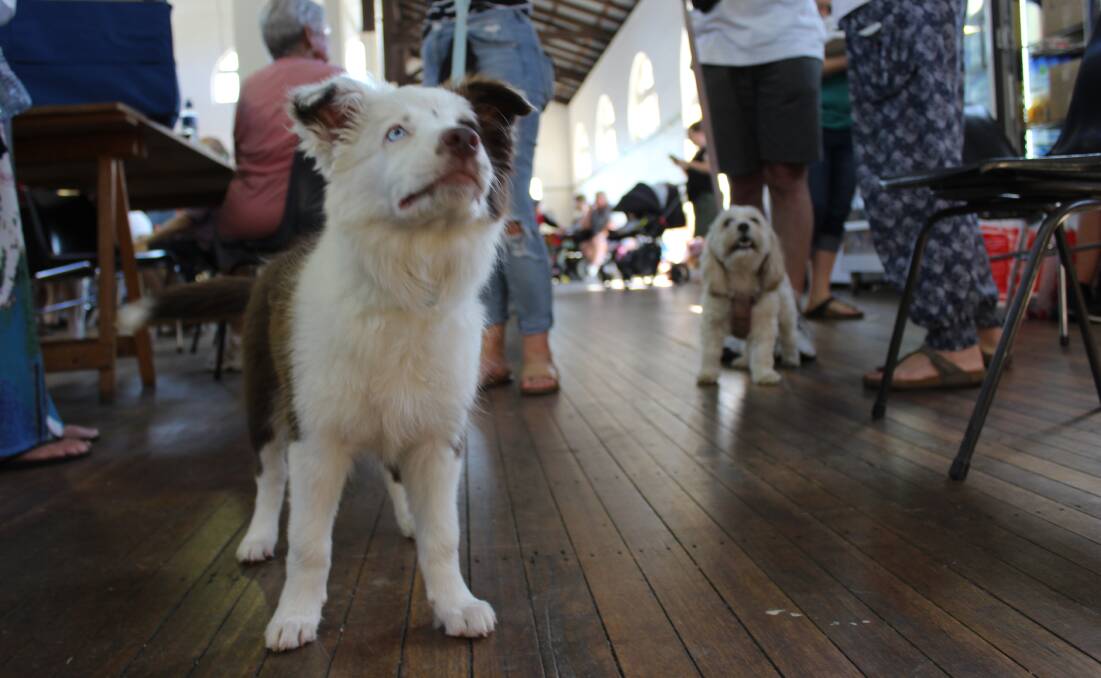 Free help: Dogs at the Bega Evacuation Centre on Monday morning. Picture: Alana Beitz