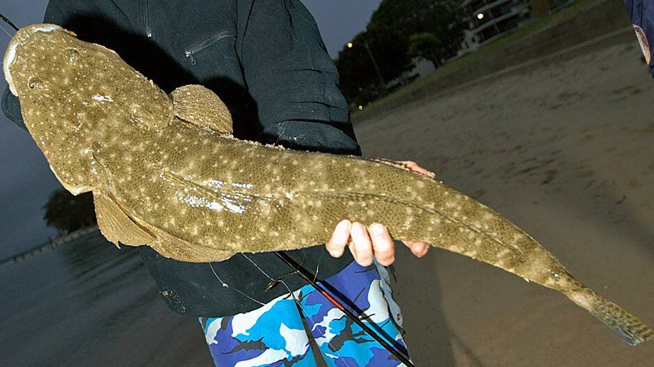 Dusky flathead are out in good numbers and the Merimbula Lake is a great spot to find some excellent fish. 