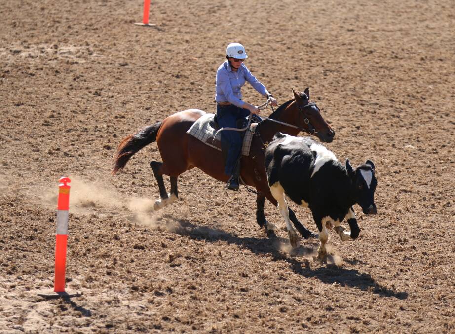 Candelo campdraft: A competitor in the amateur draft guides a cow around the marker's during competition on Sunday. 
