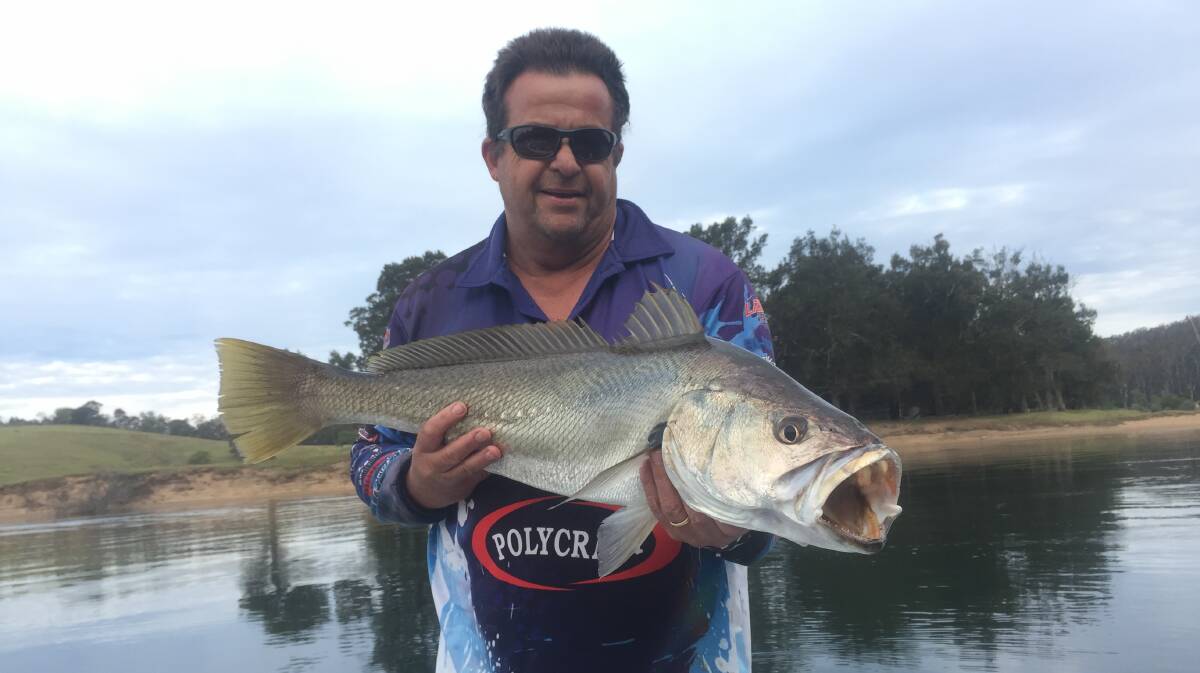 Bega River beauty: Bega angler Glen Rollason shows off a magnificent jewfish he caught and released in the Bega River recently.