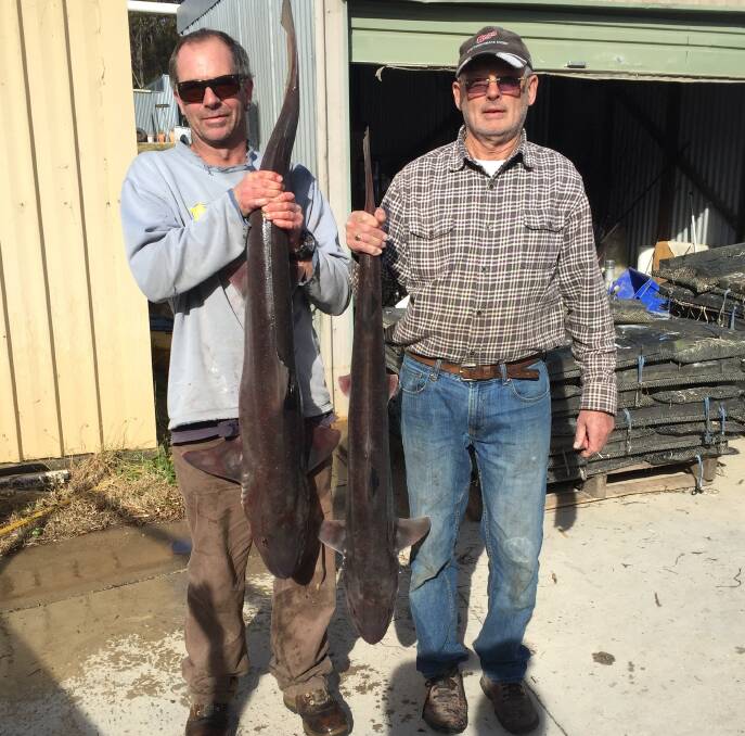 Gummys galore: Local anglers Morgan Wood and Malcolm Gaeth with two large Gummy Sharks from Haycock off Merimbula.