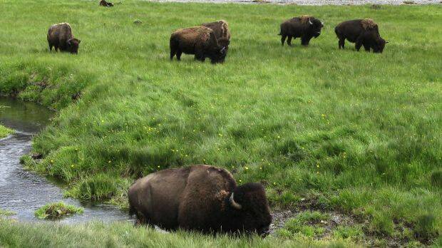 Bison graze near a stream in Yellowstone National Park in Wyoming.  Picture: AP